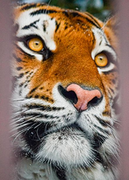 Екатеринбургский зоопарк