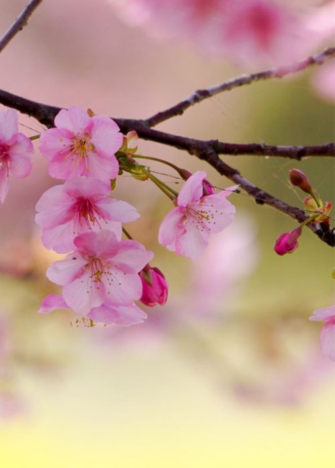 Поэтический вечер «Босиком до Весны»