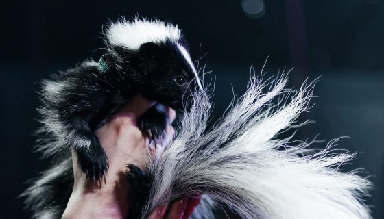 Цирк-шапито «Сокол». Шоу «Зажигаем», Ревда