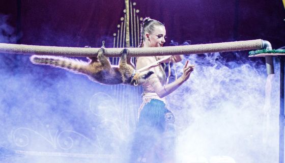 Цирк-шапито «Сокол». Шоу «Зажигаем», Ревда