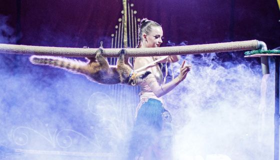 Цирк-шапито «Сокол». Шоу «Зажигаем»