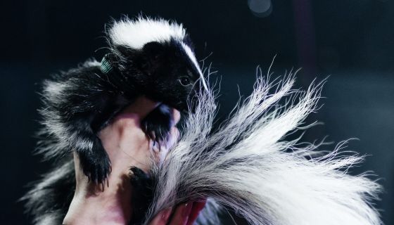 Цирк-шапито «Сокол». Шоу «Зажигаем»