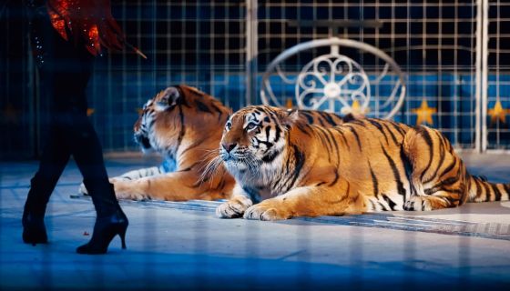 Цирк «Колизеум»