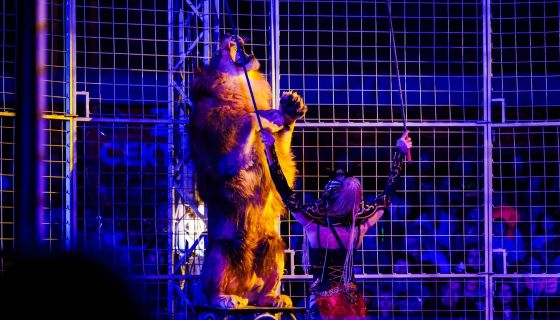 Цирк «Колизеум»