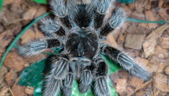 Выставка пауков и рептилий «Мир в паутине»