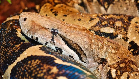 Выставка пауков и рептилий «Мир в паутине»