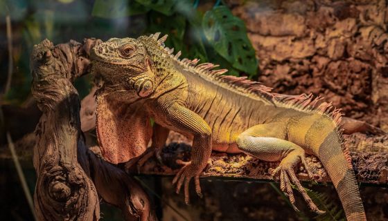 Выставка пауков и рептилий «Мир в паутине»