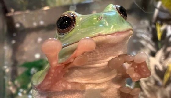 Выставка пауков и рептилий «Мир в паутине»