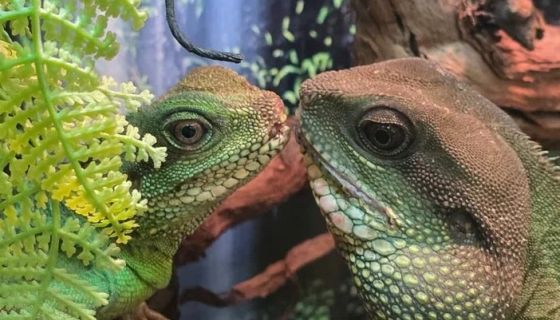 Выставка пауков и рептилий «Мир в паутине»